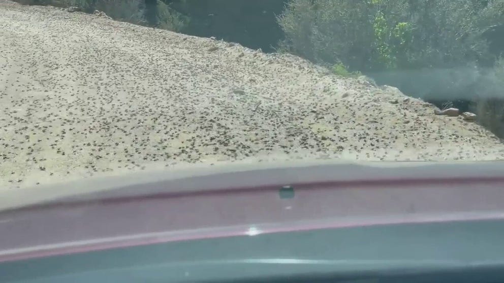 Millions of Mormon crickets invaded several counties in Nevada and Idaho. The flightless bugs covered this roadway. "I think I may have killed a few," wrote the photographer on social media.