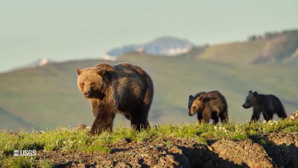 A group of scientists formed the Interagency Grizzly Bear Study Team, headed by the U.S. Geological Survey was established in 1973 by the Department of Interior to monitor the greater Yellowstone population and advise on land management activities to ensure continued survival of the animal.