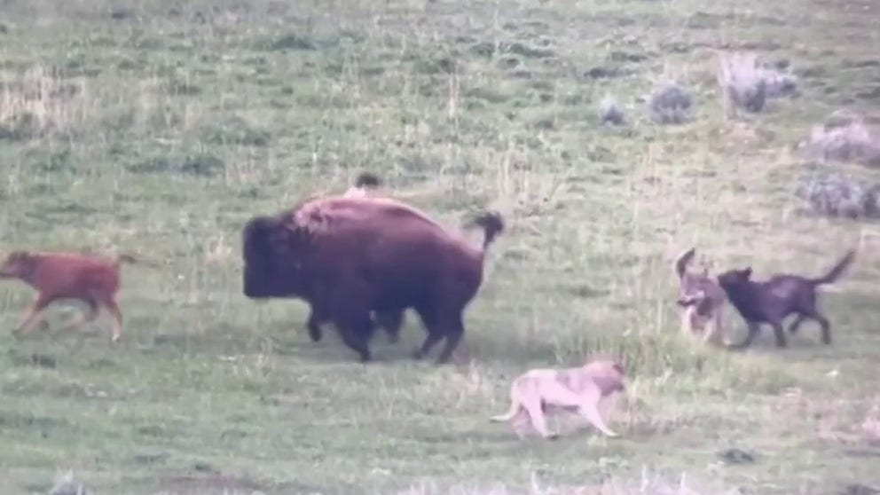 A video shot by wildlife photographer Michael Sypniewski captures the moment a baby bison was nearly brought down by wolves. (Courtesy: @michaelwsyp / Instagram)