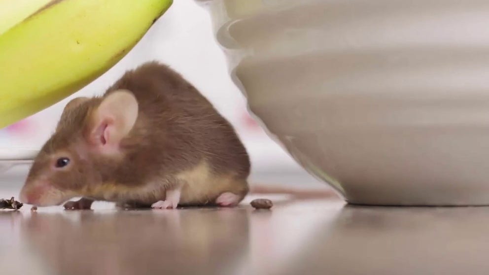 Mice are nocturnal, so homeowners rarely see them crawling around homes. The National Pest Management Association had a mouse track fluorescent paint across a kitchen to show us all the places a mouse went while we were sleeping.