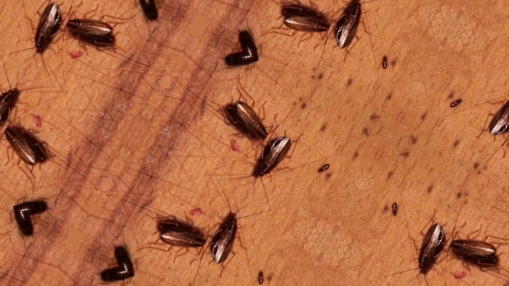An allergy that you may not know you have, cockroaches. The National Pest Management Association estimates that well over half the homes in America have airborne allergens left behind by cockroaches. Since the insect is nocturnal, you may not even realize a colony moved in.