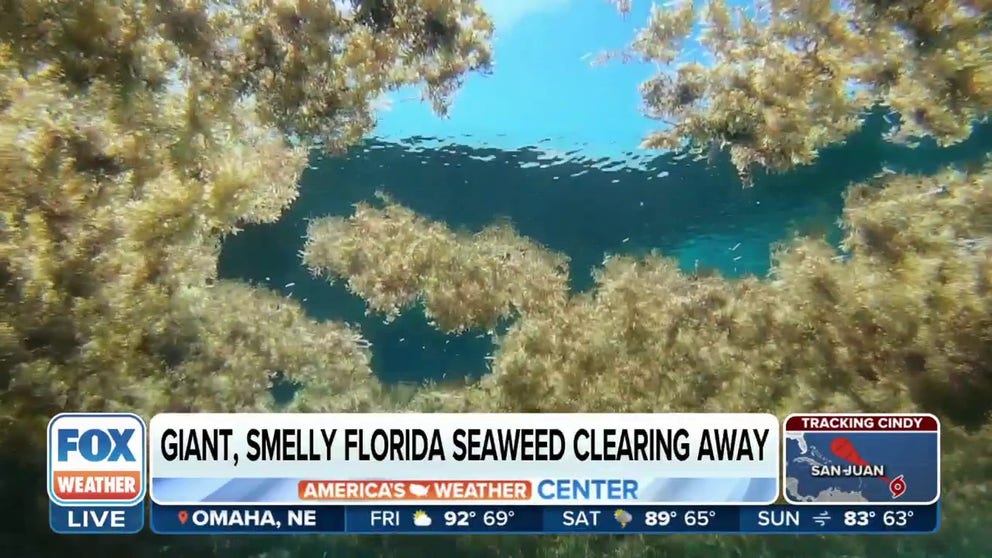 Sargassum levels in south Florida were originally expected to be historic, but now experts say the seaweed is clearing away this summer. FOX Weather multimedia journalist Brandy Campbell reports. June 23, 2023.