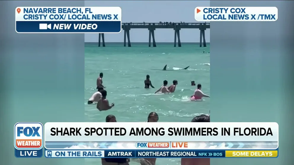 It was a scary scene for beachgoers on Navarre Beach in Pensacola Beach, Florida, when a large shark was spotted in the water among swimmers.