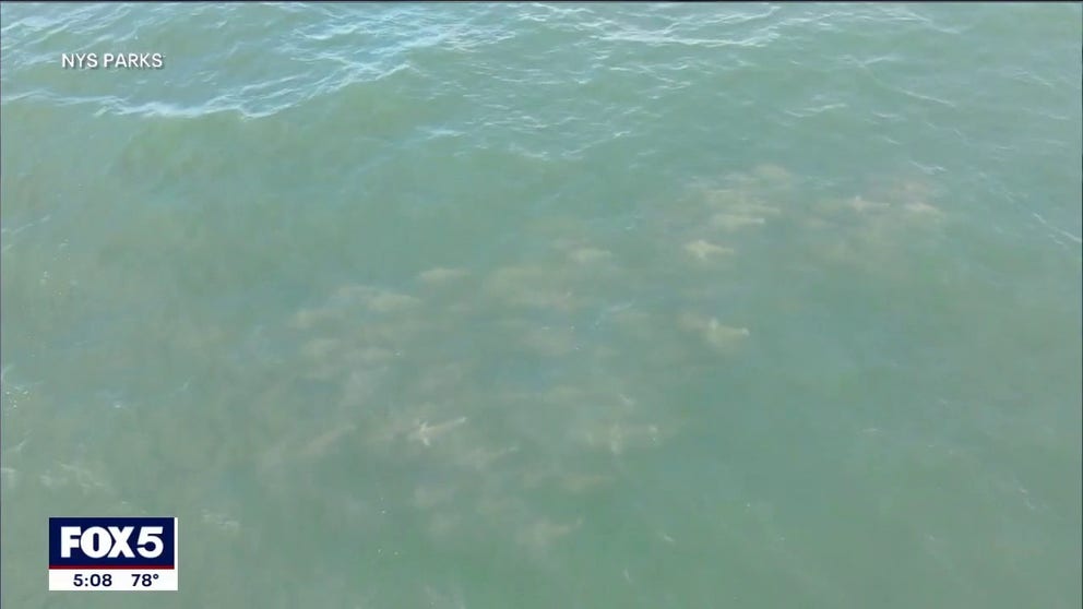 Three Long Island beachgoers were bitten by sharks during the Fourth of July holiday with three bites in two days.