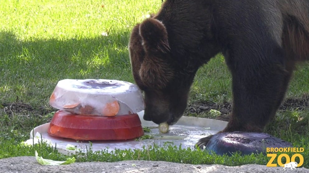 Animals received patriotic-themed treats to stay cool at the zoo in the Chicago suburb of Brookfield, Illinois.