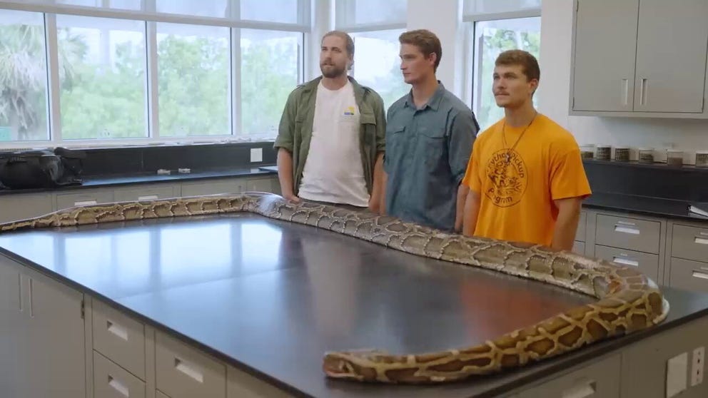 A group of python hunters just captured the longest Burmese python that has ever been recorded in the state of Florida.