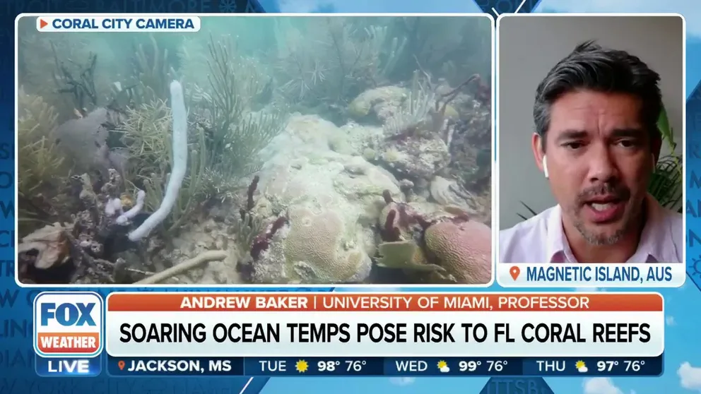 Marine life and coral reefs are facing a severe threat after continuous warming in the ocean. University of Miami professor Andrew Baker joins FOX Weather to talk more on the subject.