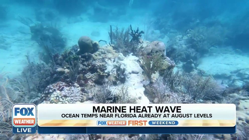 Some scuba diving Floridians say they're praying for a hurricane to help the coral reefs in the Keys survive. The summer heat is bleaching the reefs, harming the ocean's ecosystems. FOX Weather's Brandy Campbell went diving with a group of people so dedicated to helping the reefs survive, they spend their own time and money to clean them.
