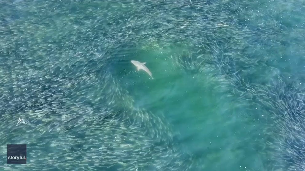 A photographer caught a shark just off the beach of Long Island's Southampton hunting for fish. This comes just weeks after authorities stepped up patrols after a series of holiday shark attacks in the area.