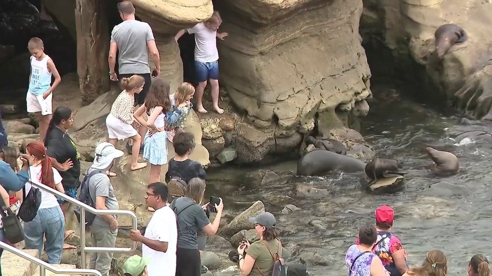 Beachgoers were seen fleeing as a sea lion charged toward them at La Jolla Cove in San Diego, California, on July 23, 2023.