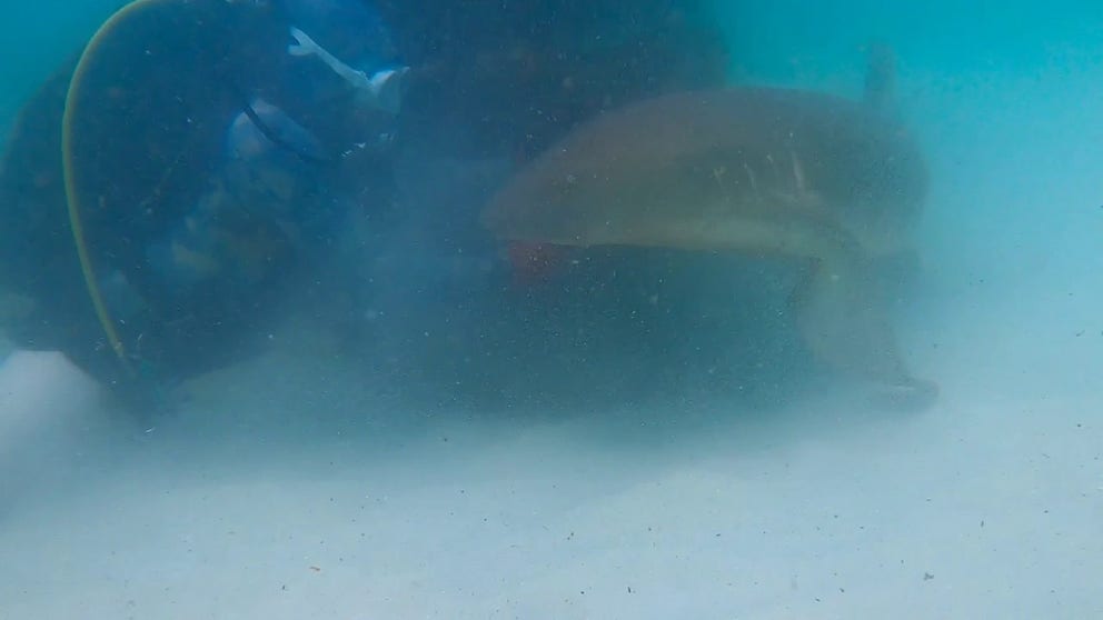 Scuba instructor Tazz Felde helped rescue a distressed nurse shark at a local man-made reef in Destin, Florida. The artificial reef system is located at Beasley Park on the Ft. Walton Beach island.