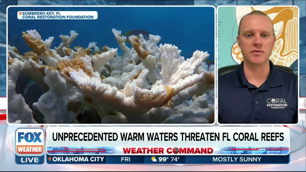 Coral Reef Scientist for the Coral Restoration Foundation, Alex Neufeld, discusses how the unprecedented warm waters is threatening Florida coral reefs and the rescue efforts currently underway. 