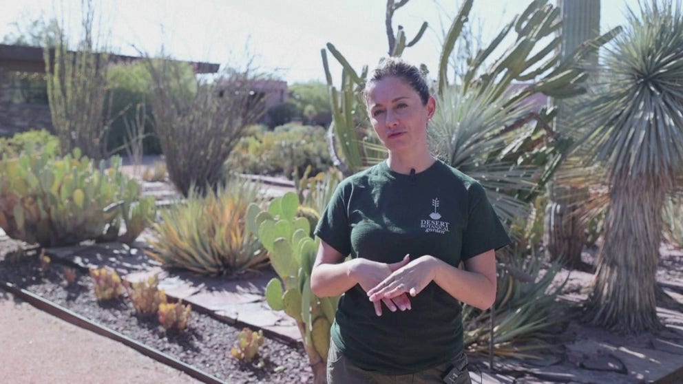 Arizona’s Desert Botanical Garden says they have been receiving reports of cacti that are falling, losing arms and changing shape. 
