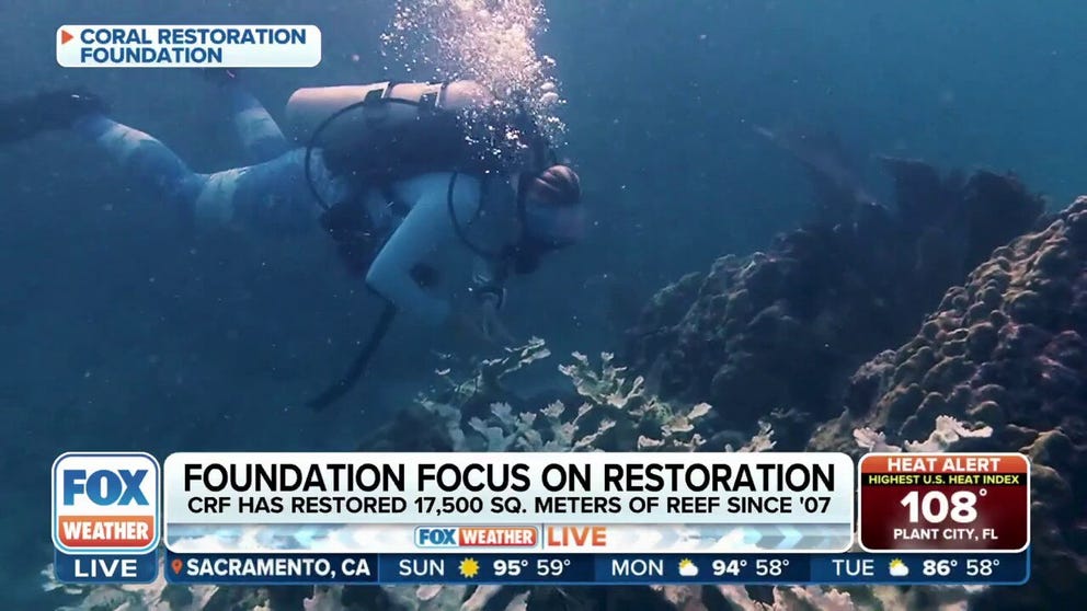 Alex Neufeld of the Coral Restoration Foundation joined FOX Weather on Sunday to explain how hot ocean temperatures damage coral reefs and what needs to be done to prevent it from continuing. 