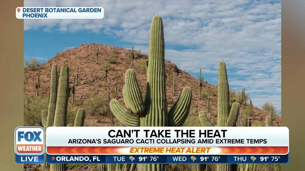 The record heat is killing off Arizona's saguaro cacti. Kimberlie McCue from the Desert Botanical Garden joins FOX Weather from Phoenix to talk more about the cacti. (Video from July 2023)