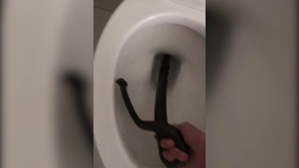 A snake expert from Arizona successfully captured a black and pink Coachwhip discovered in a residential toilet in the Catalina Foothills area near Tucson after three attempts over two consecutive days.