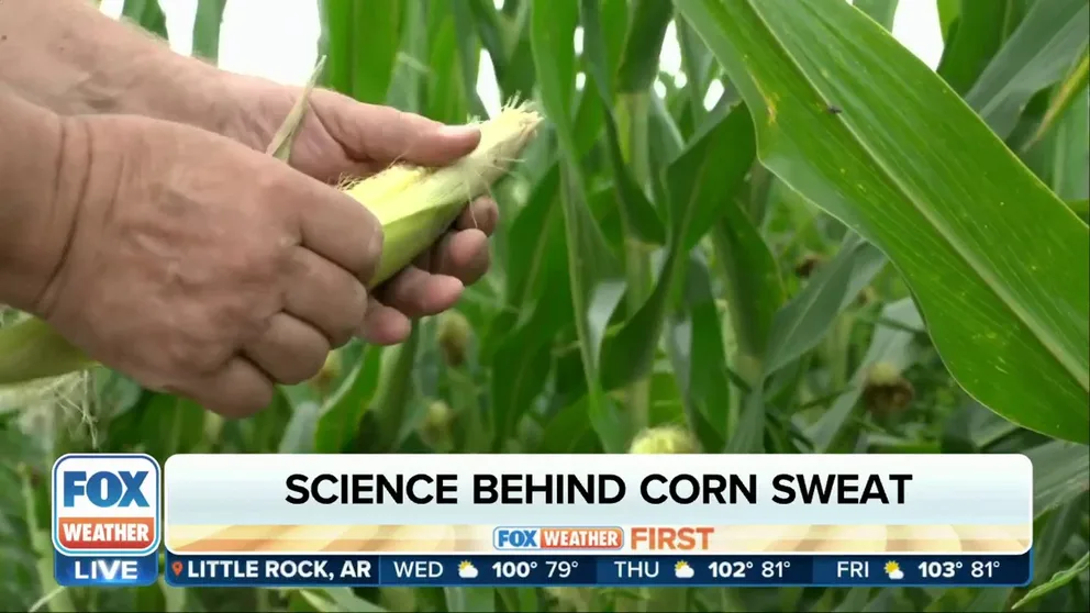 Nutrien AG Solutions meteorologist Andrew Pritchard joined FOX Weather on Wednesday morning to explain the science behind the phenomenon known as corn sweat and how it affects the heat and humidity in the Midwest.
