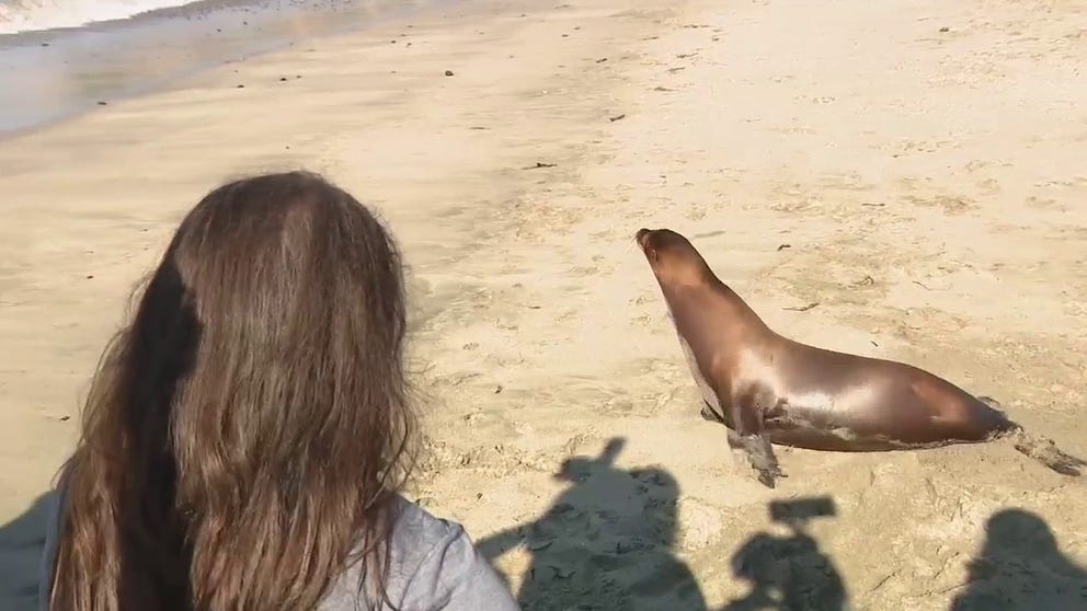 FOX 11's Christina Pascuicci was on the beach when the Marine Mammal Center released 2 sea lions back into the wild. These were 2 of the sickest mammals that staff nursed back to health after a being sickened by a toxic algae bloom nearly killed them. 