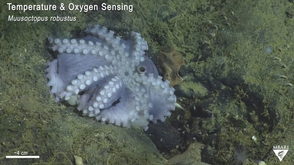 Scientists are checking oxygen levels and temperature around a deep sea octopus with eggs.
