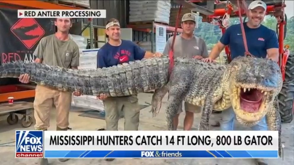 Four hunters in Mississippi were able to recently capture an alligator that weighed in at over 800 pounds and was more than 14 feet long.