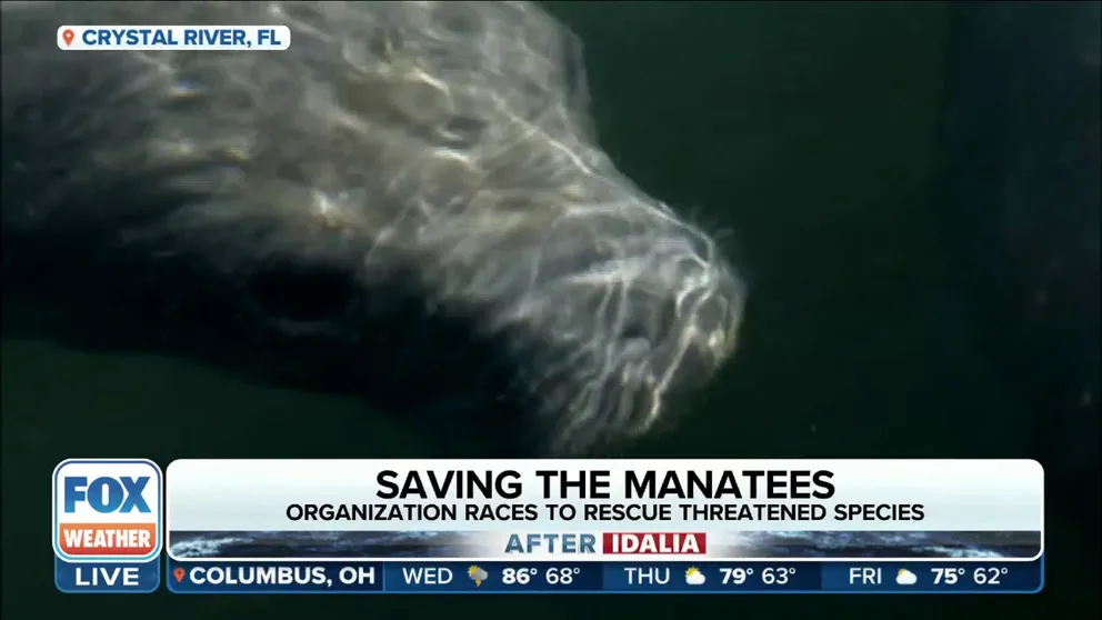 Hurricane Idalia slammed into Florida with record storm surge and heavy rain. The Save the Manatees group is rescuing animals washed inland and stranded. Jimmy Buffet also has a connection to the effort.