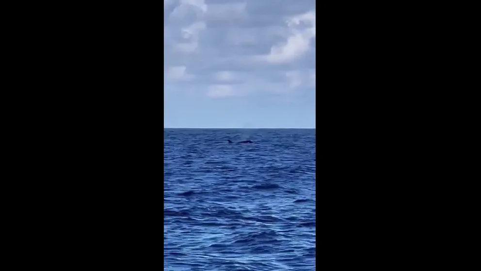 Two men fishing for yellowfin tuna found something much bigger swimming off the coast of Fort Pierce, Florida -- killer whales.