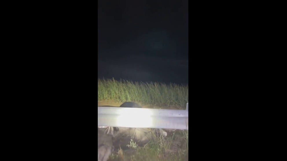 Police in Provincetown, Massachusetts, shared video of officers helping a stranded seal find its way back home after apparently getting confused in a marsh area when the tide went out.