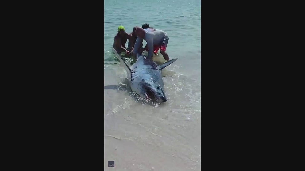 Several men rescued a massive shark stranded in shallow water. Watch as the toothy fish thrashes while the trio tries to hang on.