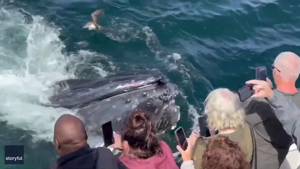 Massachusetts whale watchers were treated to an "over the top, beyond incredible" experience, according to the boat captain. They saw over 100 whales including this feeding frenzy caught on video.