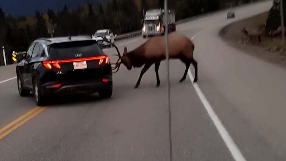 Video shot on Sept. 22 shows a male elk ramming its horns into a vehicle in Jasper National Park in southwestern Alberta, Canada. (Courtesy: @Johnkramplphotography via Storyful)