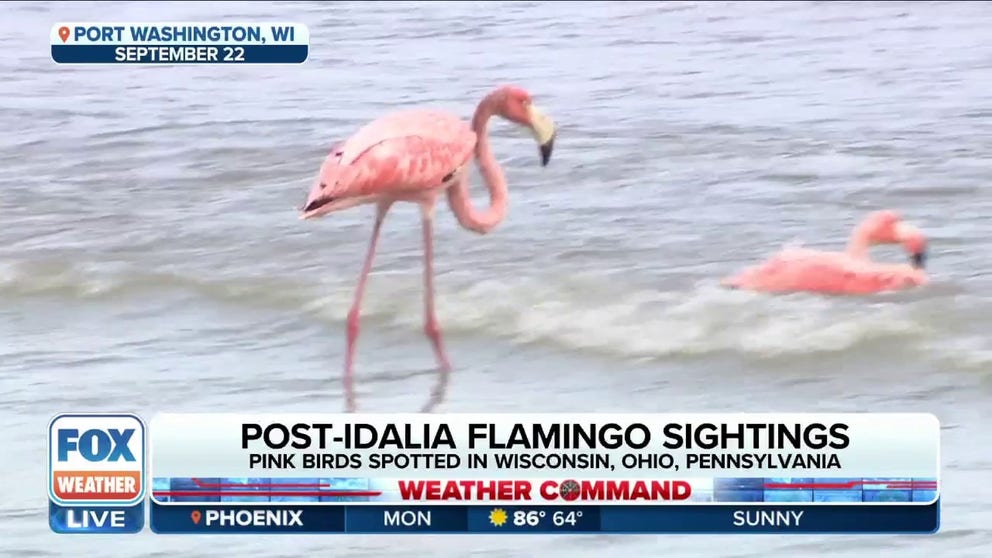 Rare Flamingo Sightings Across US Likely A Result Of Impacts Of ...