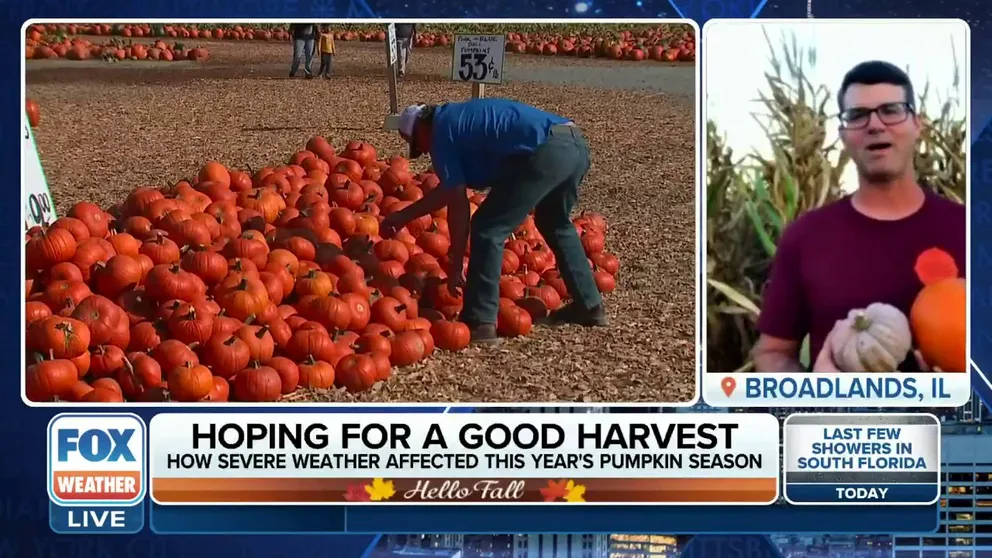It's that time of year again when pumpkins are everywhere. From pumpkin patches to pumpkin spice lattes, pumpkins are a staple for the fall season. When it comes to this year, though, severe weather across the nation has put pressure on this season's harvest. Mac Condill, owner of The Great Pumpkin Patch in Arthur, Illinois, joins FOX Weather with the latest.