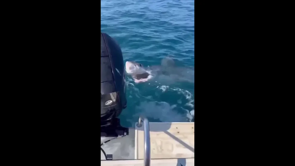 An Australian woman was excited about the possibility of landing a huge tuna while fishing recently, but a great white shark had different plans. (Warning: Graphic video)