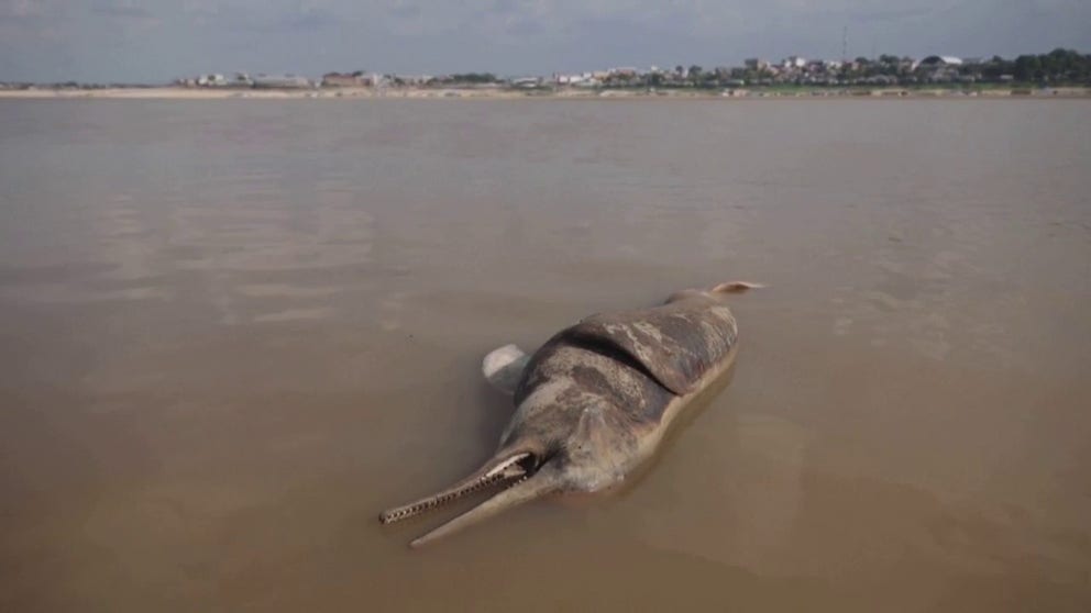 Severe drought is shrinking the Amazon, only home in the world to the pink Amazon river dolphins. Researchers found at least 120 carcasses in the now shallow tributaries which have heated up to 120 degrees Fahrenheit.