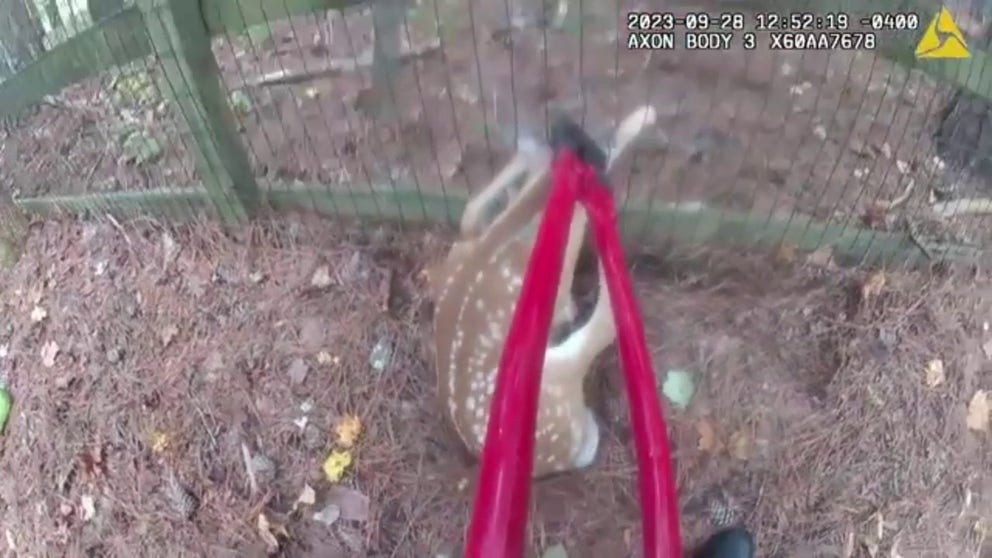 Bodycam video caught this off-duty police officer come to the rescue of one of his unlikely residents. A small deer's head was stuck in a fence. Listen to the deer's terrified cries before the sergeant frees it.