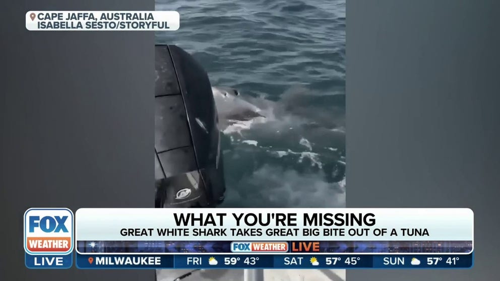 FILE VIDEO: An Australian woman fishing off the coast of Cape Jaffa was excited about landing herself a massive tuna – but a great white shark had different plans.