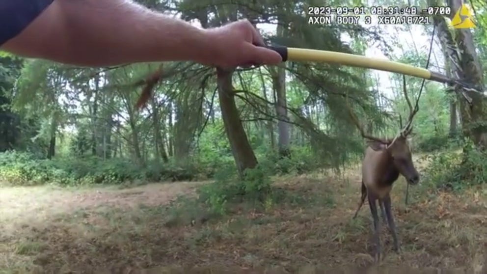 Officials recently shared video of a bull elk whose antlers became tangled in the rope of a tree swing and the two Washington deputies who helped free the animal. (Courtesy: Pierce County Sheriff's Department)