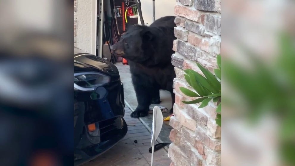 Footage captured by Andrew Raymond Scheirer II shows a large bear in a garage pawing at a bottle as it licks up the spilled contents.