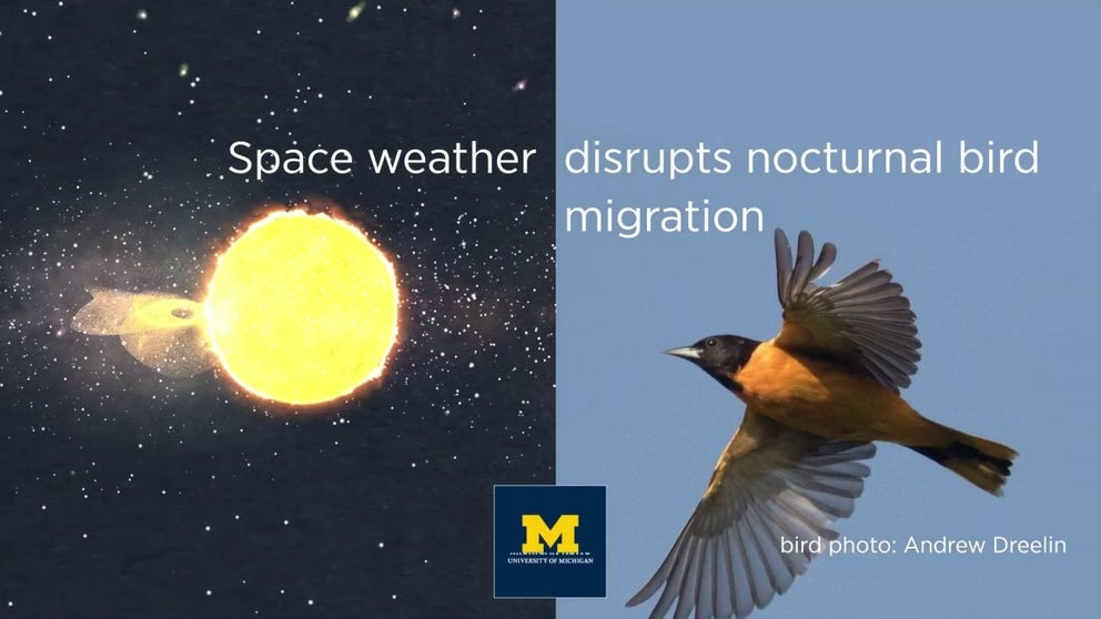 A new study found that severe solar storms that disrupt the Earth's magnetosphere can ground migrating birds and interfere with navigating, throwing them off course.
