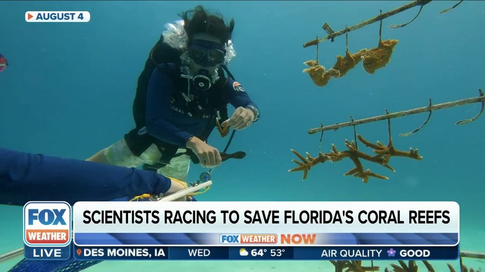 Testing is underway after a significant heat wave impacted the waters around Florida. FOX Weather's Brandy Campbell reports on what researches are looking for in the coral reefs.