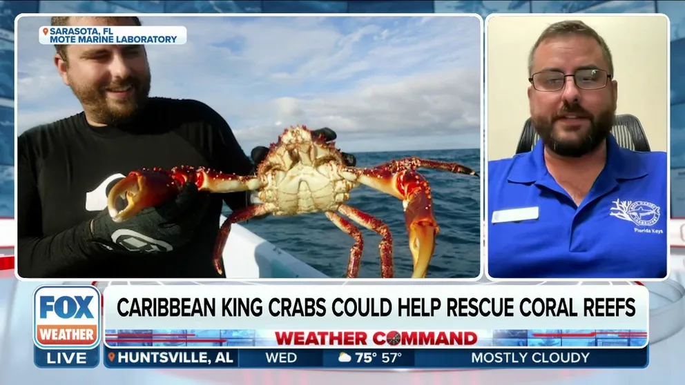Jason Spadaro, coral reef researcher and manager of Mote's Coral Reef Restoration Research Program, explains how crabs eat algae off of coral reefs to help them thrive. Oct. 11, 2023.