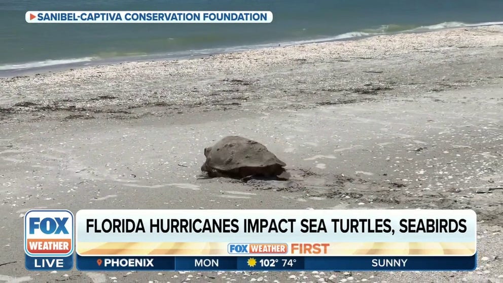 Sanibel-Captiva Conservation Foundation (SCCF) Coastal Wildlife Director Kelly Sloan joined FOX Weather on Monday morning to explain the impacts hurricanes have on sea turtles and seabird habitats in Florida.