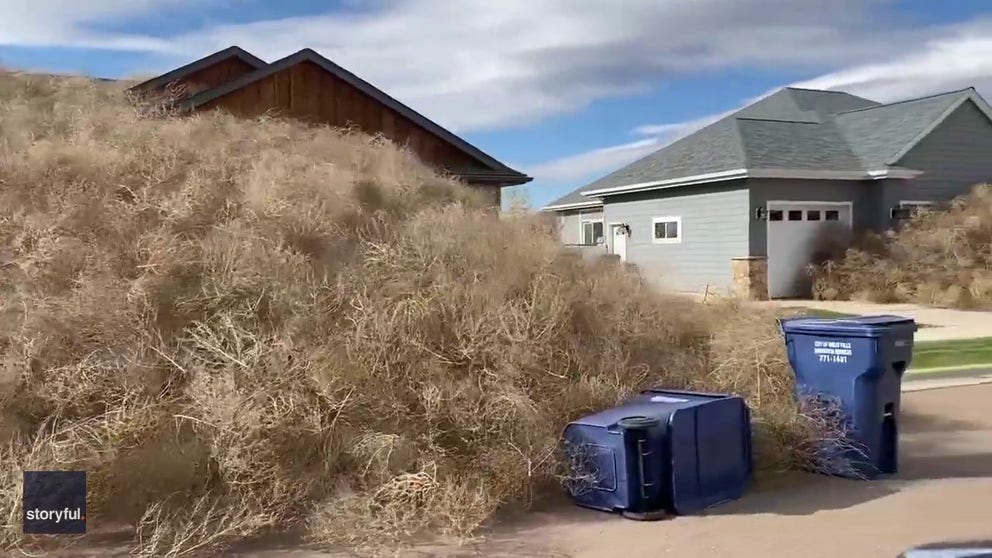 Video shot on Tuesday shows piles of tumbleweeds stacked high against homes in Great Falls, Montana. (Courtesy: Darrin Schreder Photography and Design via Storyful)