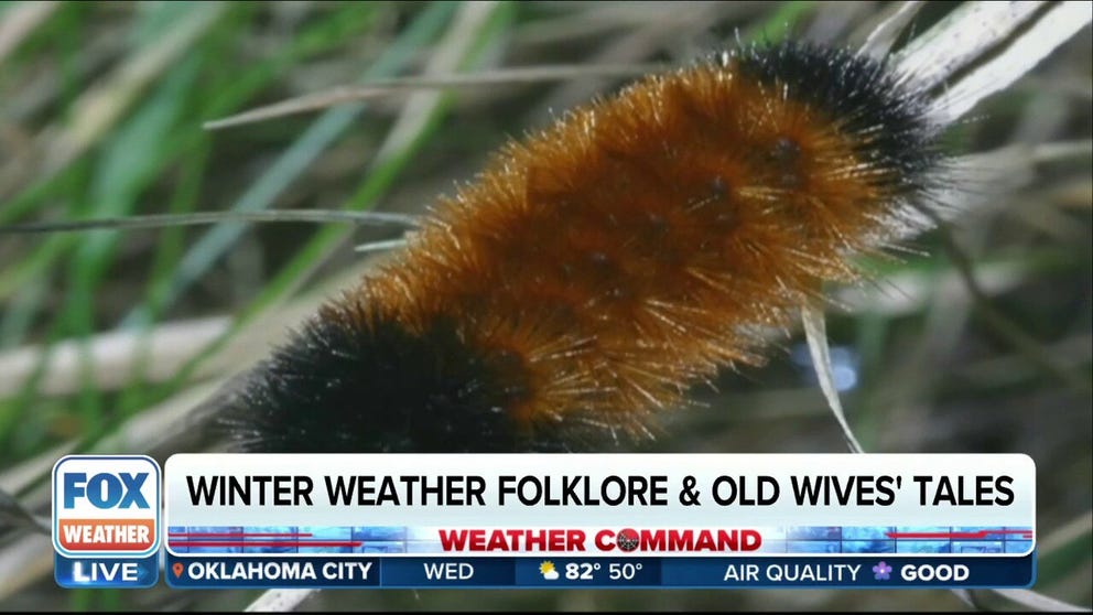 From wooly worms to persimmons, folklore tells of ways for nature to give us clues about the coming winter. FOX Weather looks at some of them.