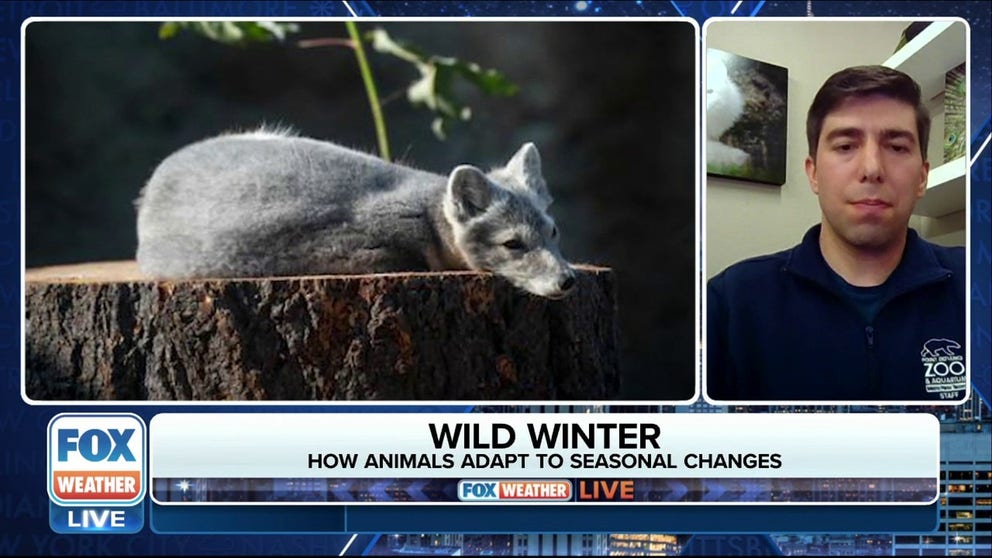 Humans may shop for sweaters and dust off a snow shovel to prepare for winter. FOX Weather takes a look at how some in the animal kingdom get ready. From polar bears to ducks to foxes, each has it's own adaption.