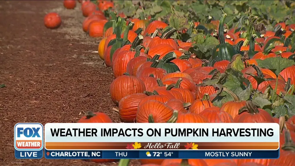 How the season’s harvest has withstood weather extremes