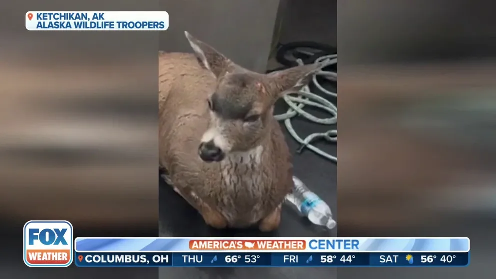 Alaska Wildlife Troopers found two small deer swimming four miles offshore in the frigid waters of Alaska. They pulled the shivering deer on deck and were not sure the animals would survive.