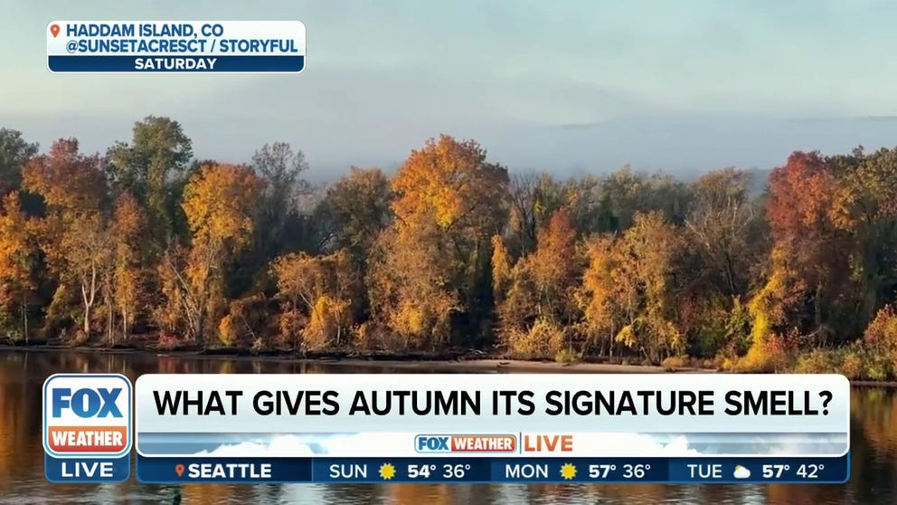 In addition to crisp air and fall foliage, autumn brings with it a signature smell. Theresa Crimmins, director of the U.S. National Phenology Network, joined FOX Weather on Sunday to explain where the smell comes from.