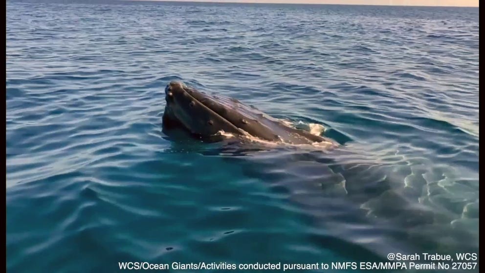 The Wildlife Conservation Society (WCS) Ocean Giants Team recorded amazing video of a humpback whale approaching scientists in a boat off the coast of New York last week.