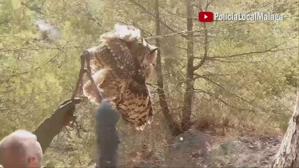 Wildlife officers in Malaga, Spain spend tense moments trying to pull a great horned owl off of barbed wire.